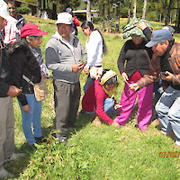 PASTOS CULTIVADOS PORCOM