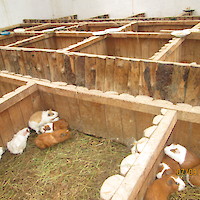 PRODUCCION DE CUYES EN PORCON